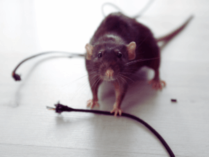 Rat caught chewing through electrical wiring